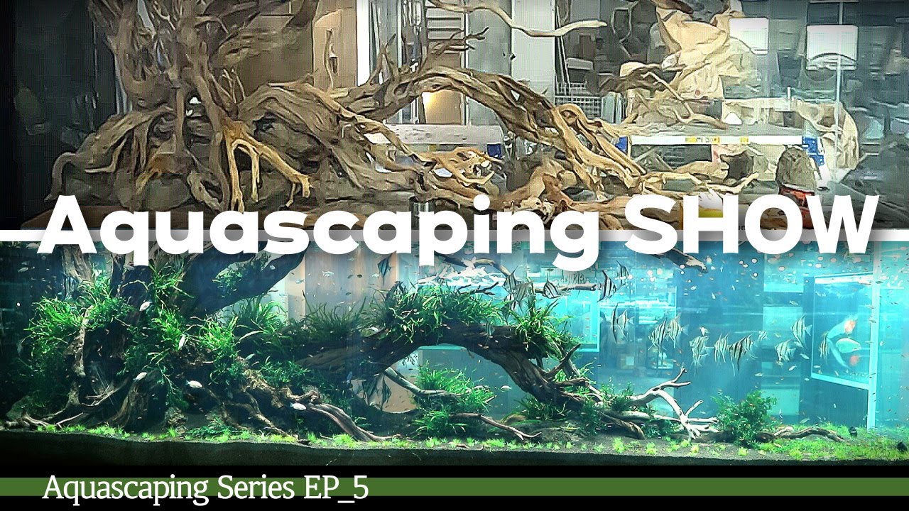 [EP_5]일산에 아쿠아스케이핑-SHOW#아쿠아가든#아쿠아카페#테라리움#aquagarden#aquascape#aqua#aquarium#terrarium#일산카페#물고기카페