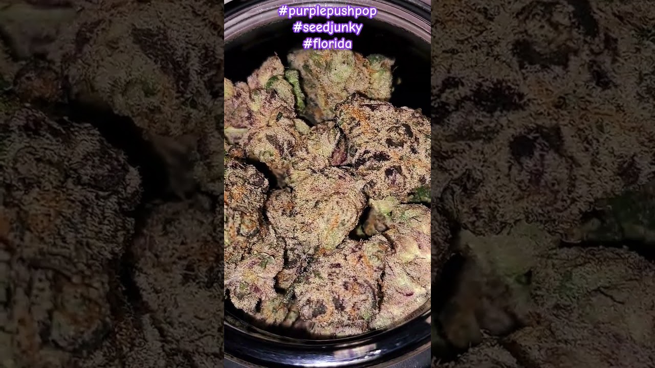 Seed Junky Purple Push Pop 🔥 Genetics #purplepushpop #seedjunky #florida