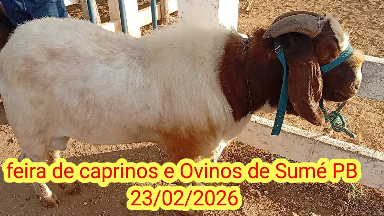Feira de caprinos e Ovinos de Sumé PB 23/02/2026