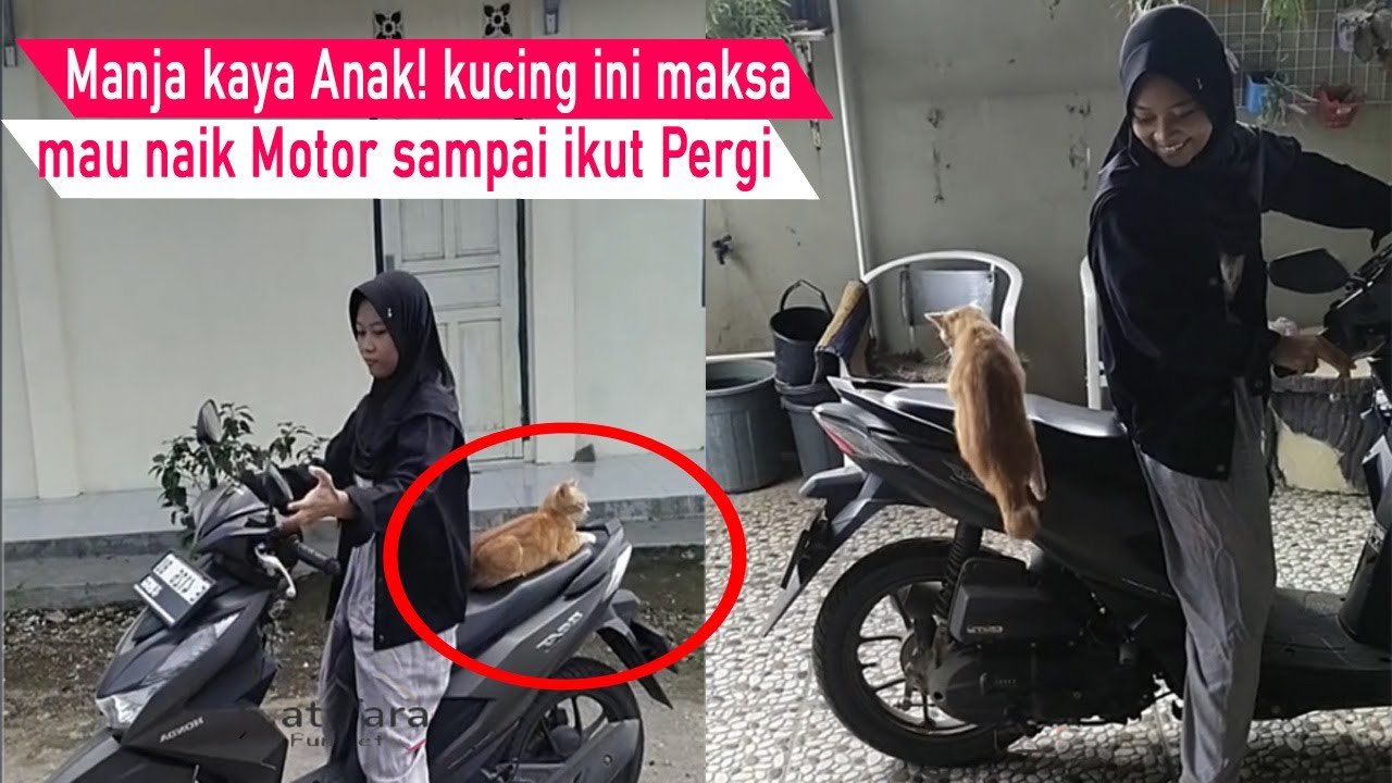 Dasar kucing Manja! Ga mau di tinggal pergi, kucing malah merengek maksa Naik Motor/Video kompilasi