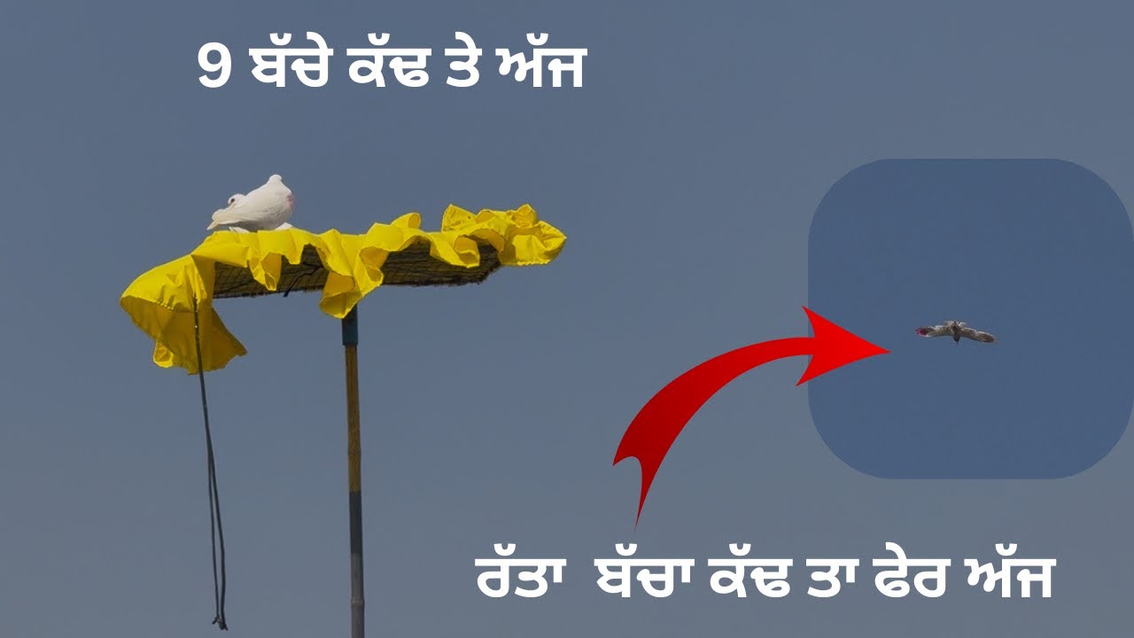 ਅੱਜ ਸਾਰੇ ਬੱਚੇ ਸਿੱਧੇ ਘਰ ਆ ਗਏ ✅ // ਸਾਰੇ ਪੱਕੇ ਹੋਗੇ 