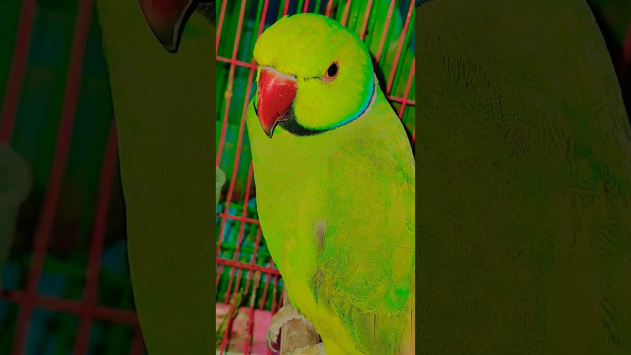 #maintota #kahaniya #videoforkids #gaane #balgeet #rhyme #hindibalgeet #banglarhyme #poems