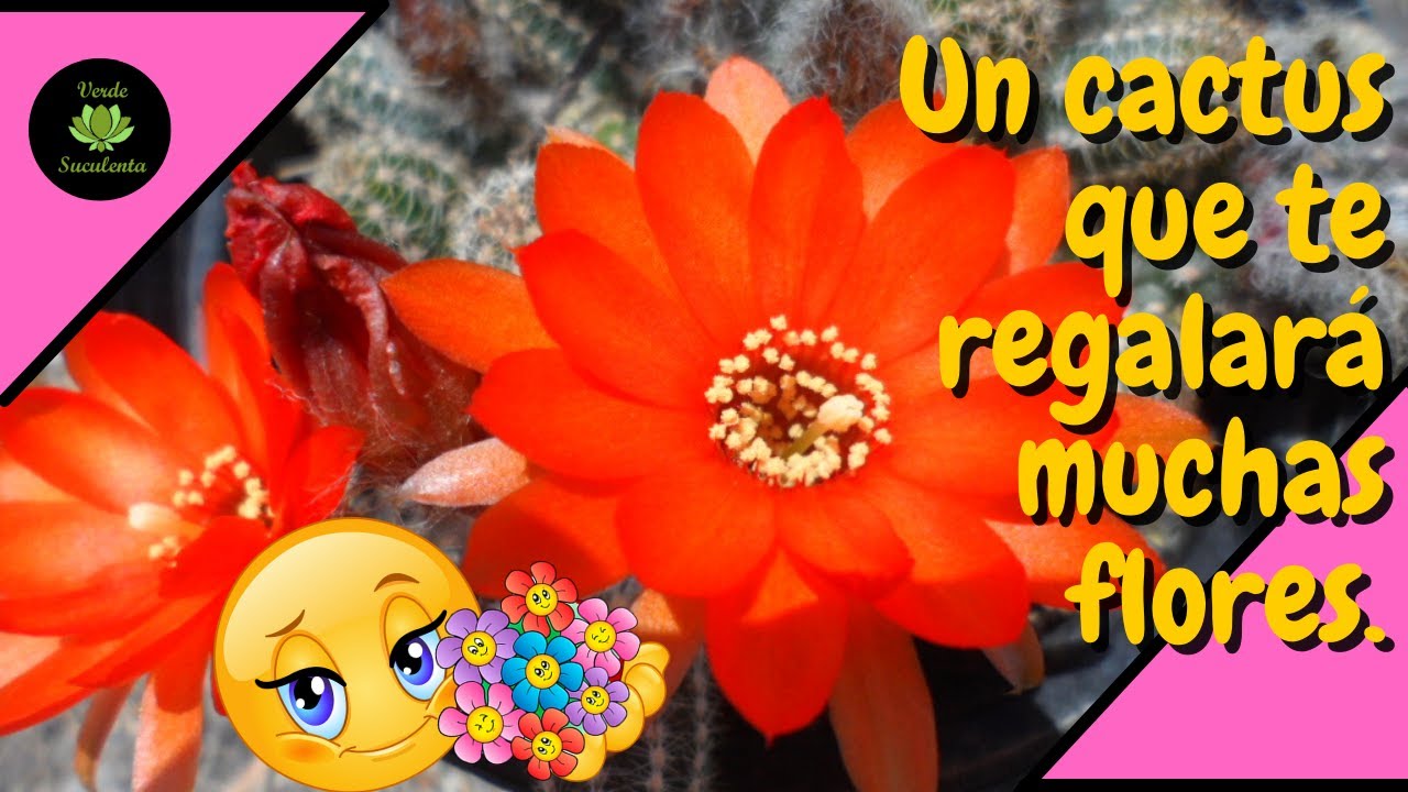 Si lo sabes cuidar el 