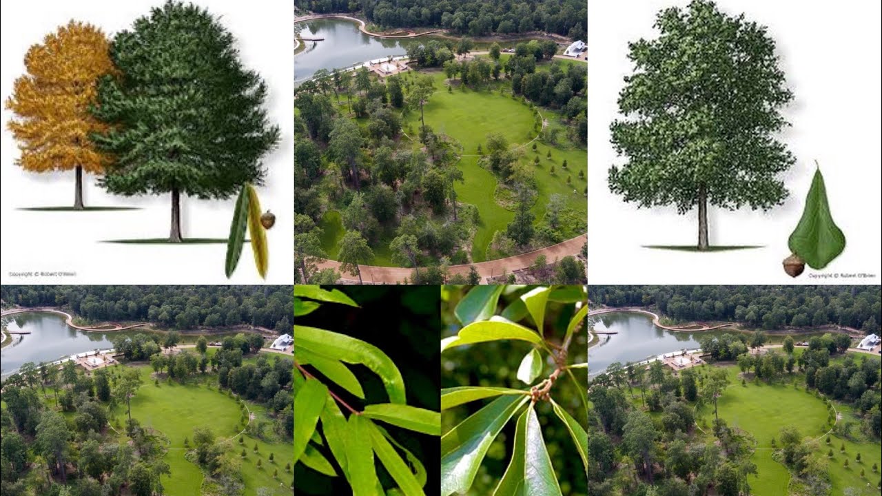 Autumn Oaks Comparing & Contrasting in Texas