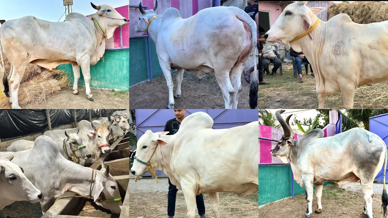 BOOKING START FROM SK CATTLE FARM || AT GOLBARI CHARISWAR || KOLKATA COW 2026🔥