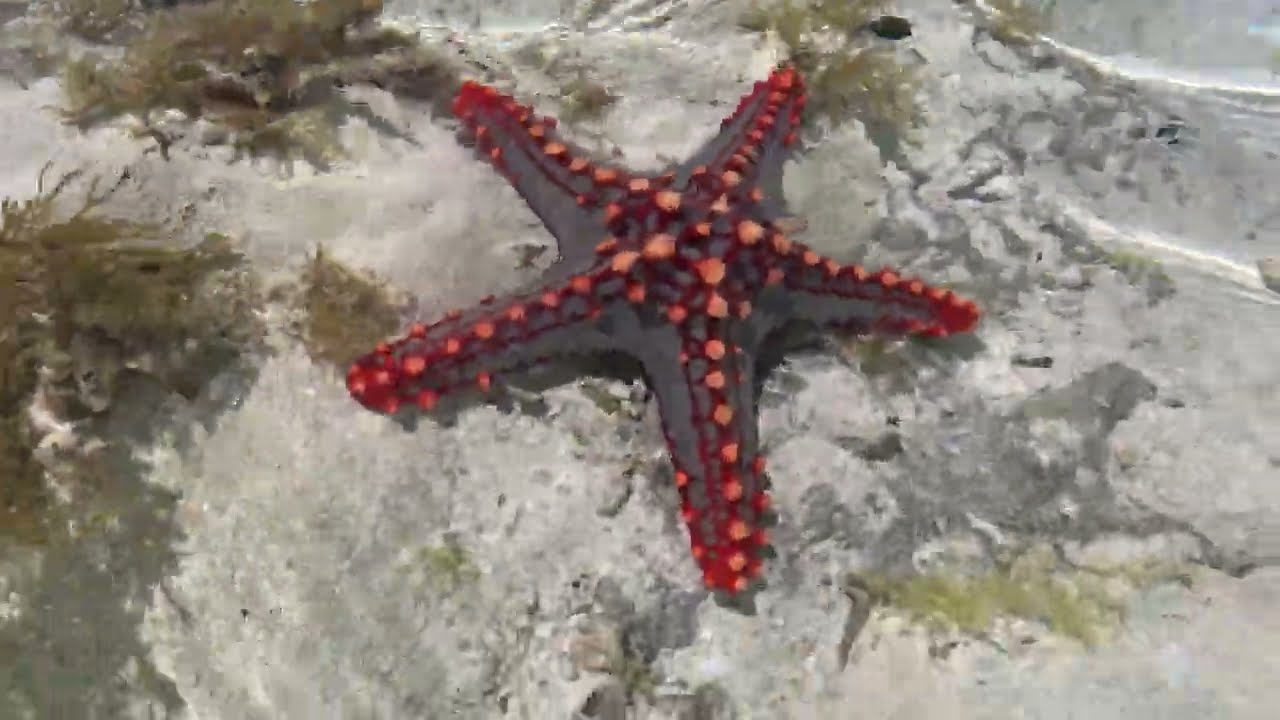 Plus Ultra Zanzibar's Mnemba Sand Bank Water Creatures I
