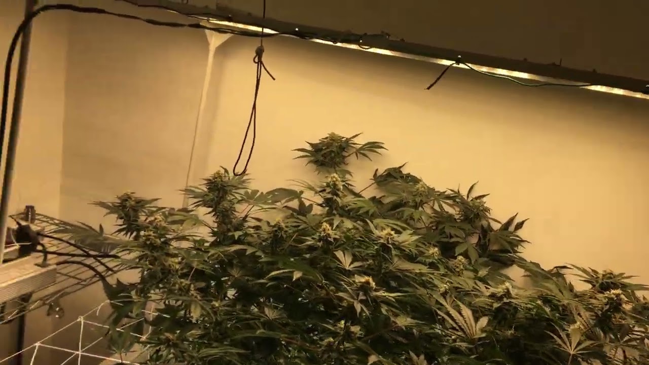 Hulkberry-Day 42 flower-Day 81 from seed