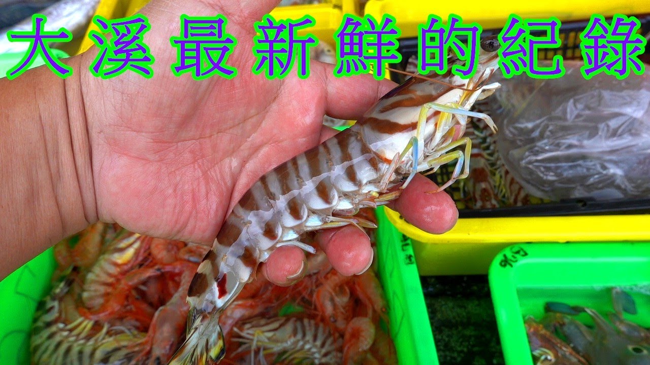 宜蘭大溪漁港最新鮮的紀錄 大明蝦 黃膏甜蝦 胭脂蝦 白鯧 花身 黑鯛 紅目鰱 臭肚魚 紅秋哥 等等好物