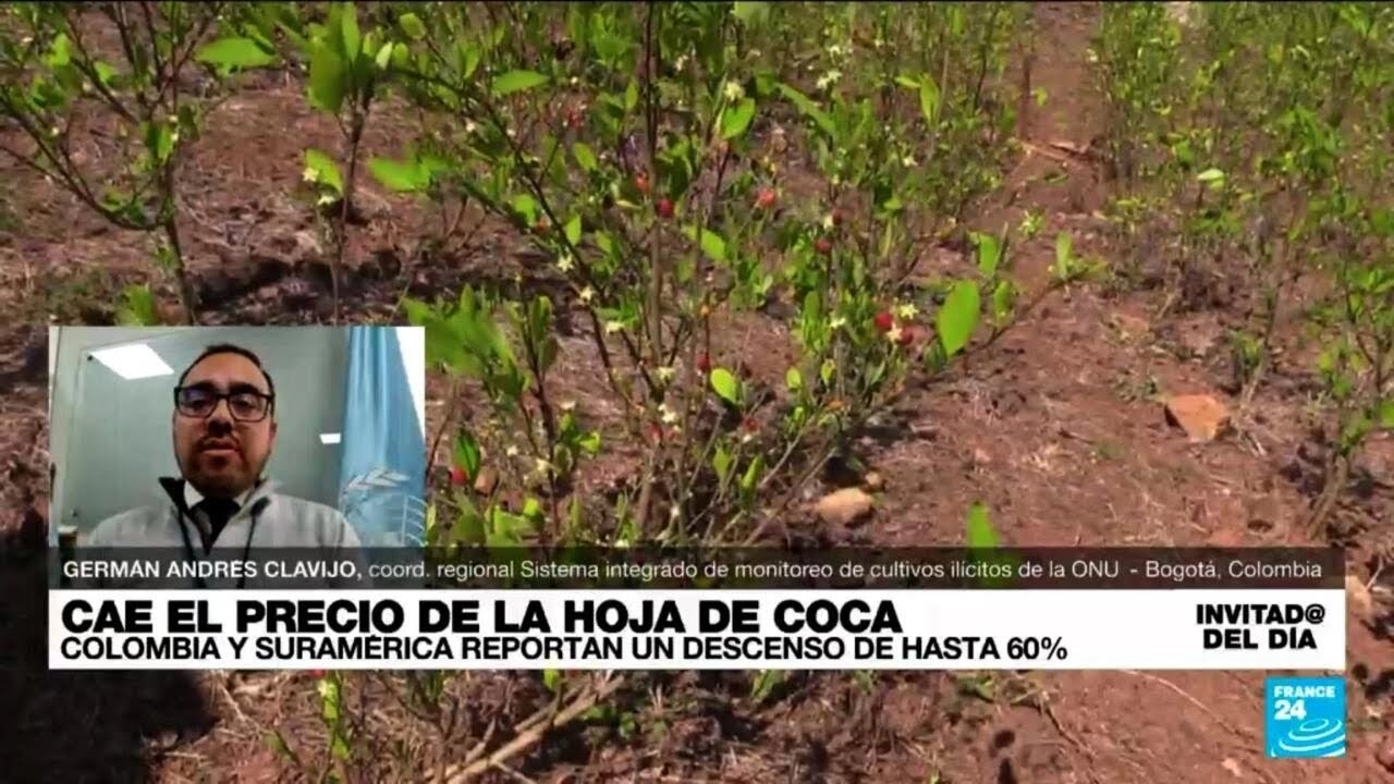 ¿A qué se debe la caída en el precio de la hoja de coca?