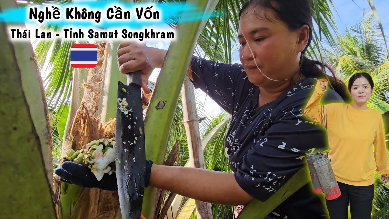 #6 Toàn Bộ Quá Trình Nghề Làm Đường Từ Cây Dừa – Nisa Người Thái