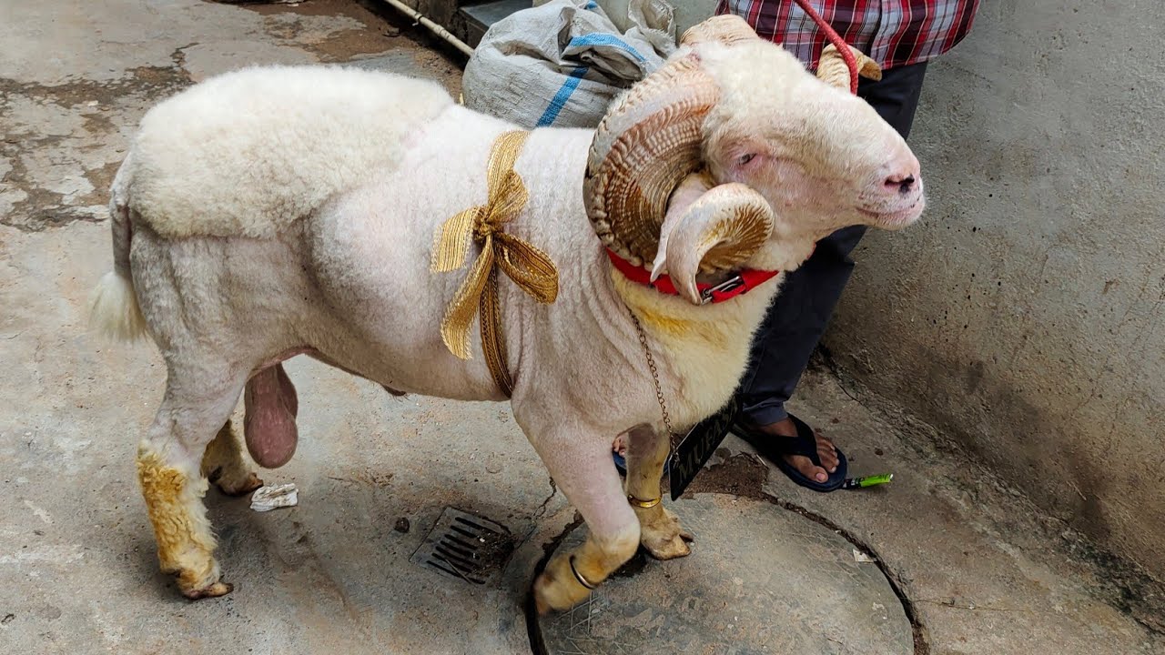 heavyweight vilayati sheep mufasa bakra hyderabadi bakri qurbani ke bakre in masabtank
