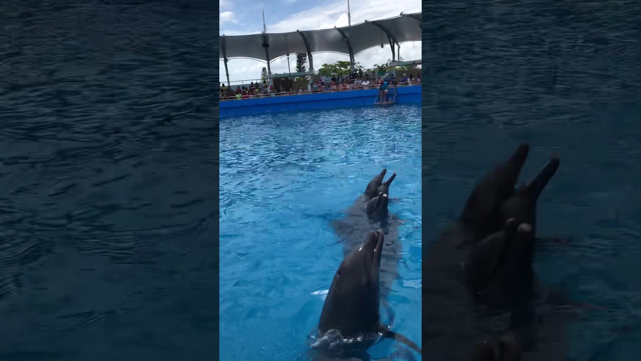 Dolphin Show at Miami sea aquarium