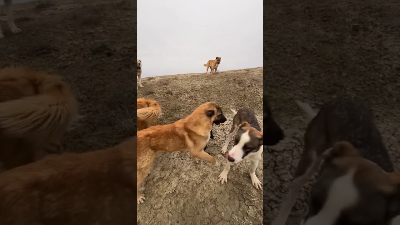 KANGAL AND MIXED BREEDS DOGS AGGRESSIVELY BARKING 🔥🔥🔥