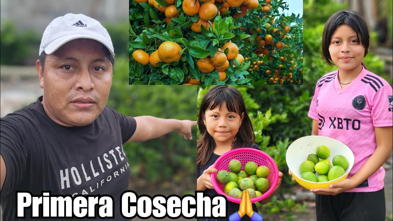 Cosechando Las Primera Frutas Que Dios Regalo Marielita Queda Con La Boca Abierto Al Ver Todo