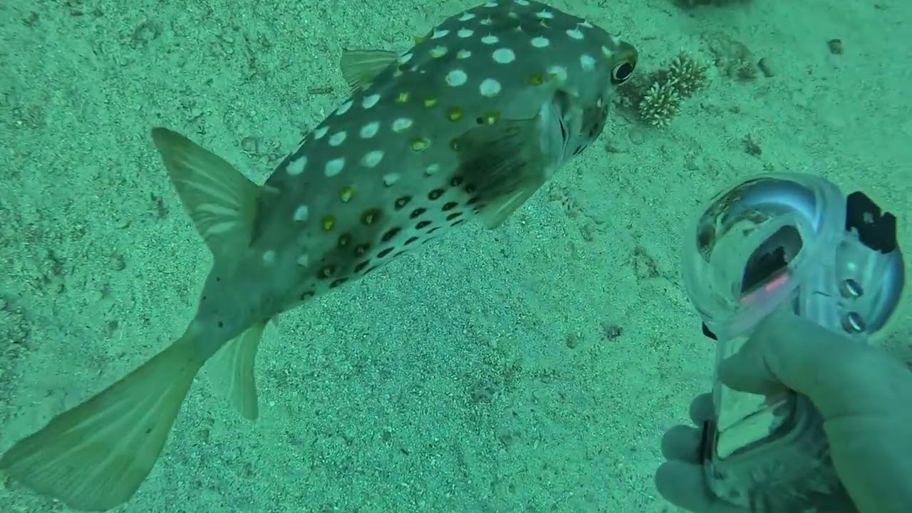 24.12.25 Dahab.Egipt #divingpiter #diving #vasvasdiving #dahab #egipt 