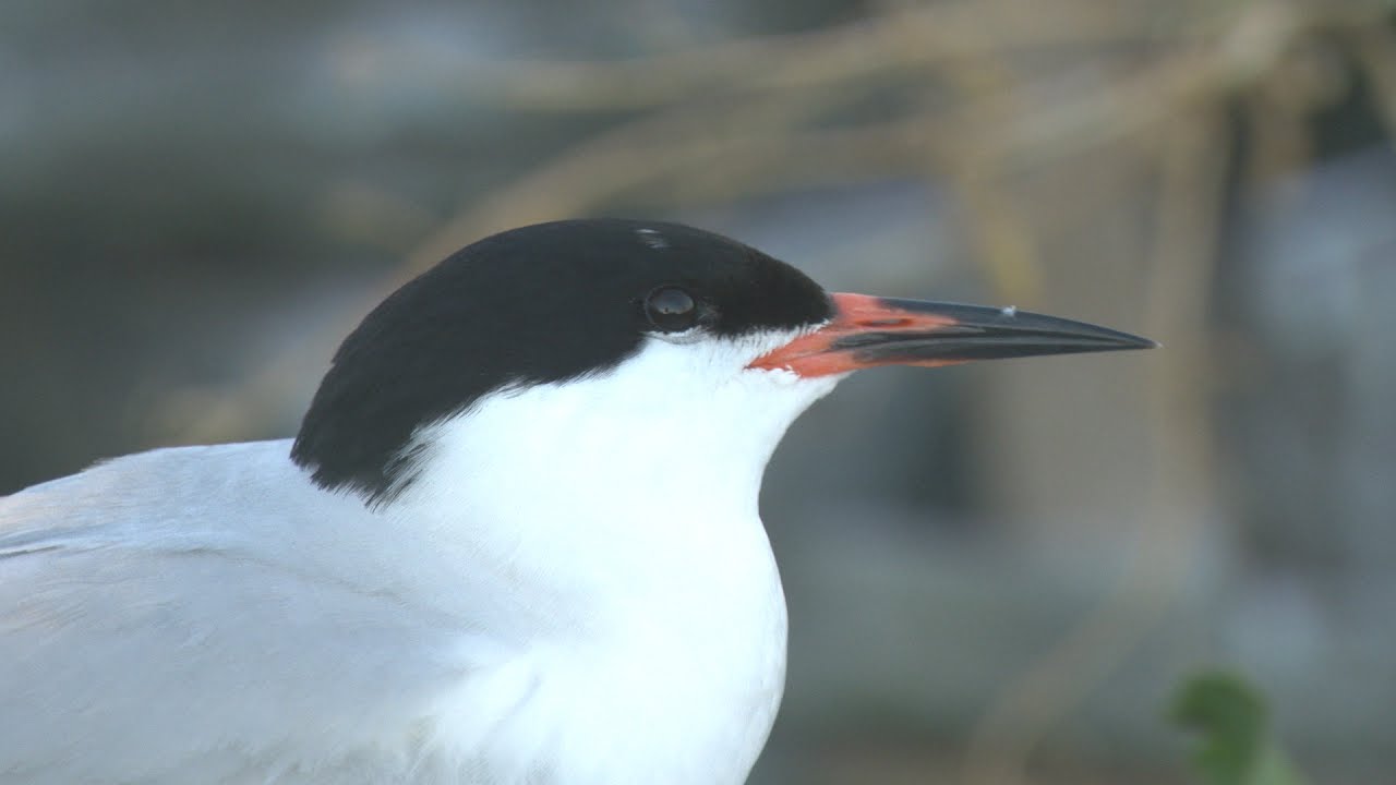 Roseate Tern