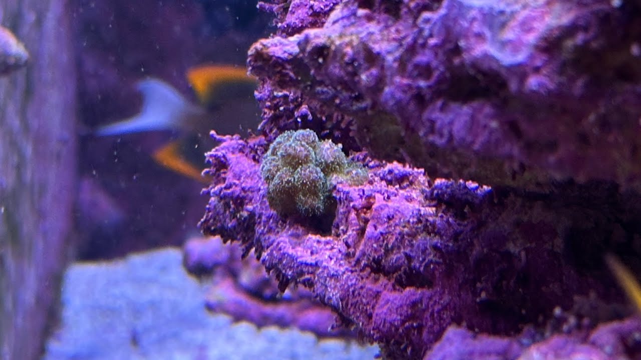 Experience: Pocillopora - The Demon Spawn Of Reef Tanks