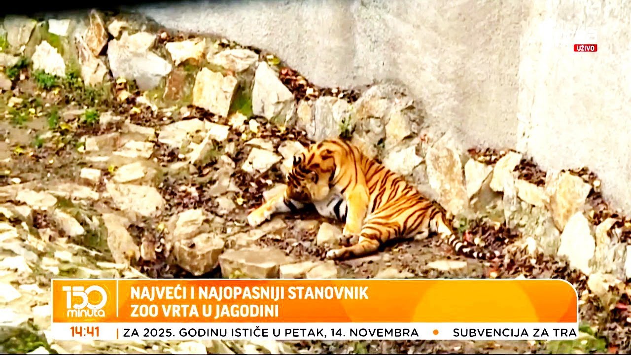 150 minuta TV PRVA - Najveći i najopasniji stanovnik ZOO vrta u Jagodini (TV KCN 12.11.2025)