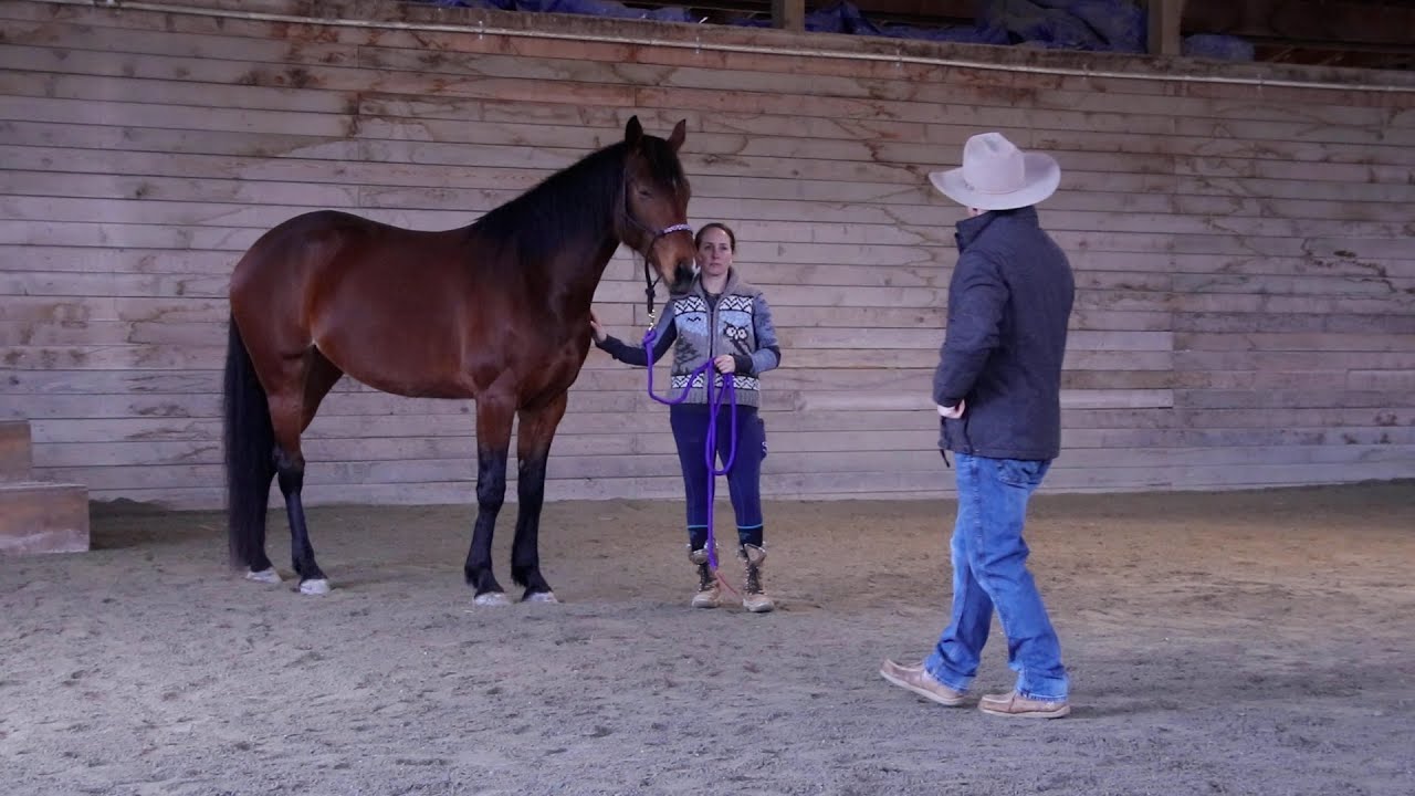 Working With A Sensitive Horse  - Part 2 - Using Energetic Leadership to Aid Relaxation