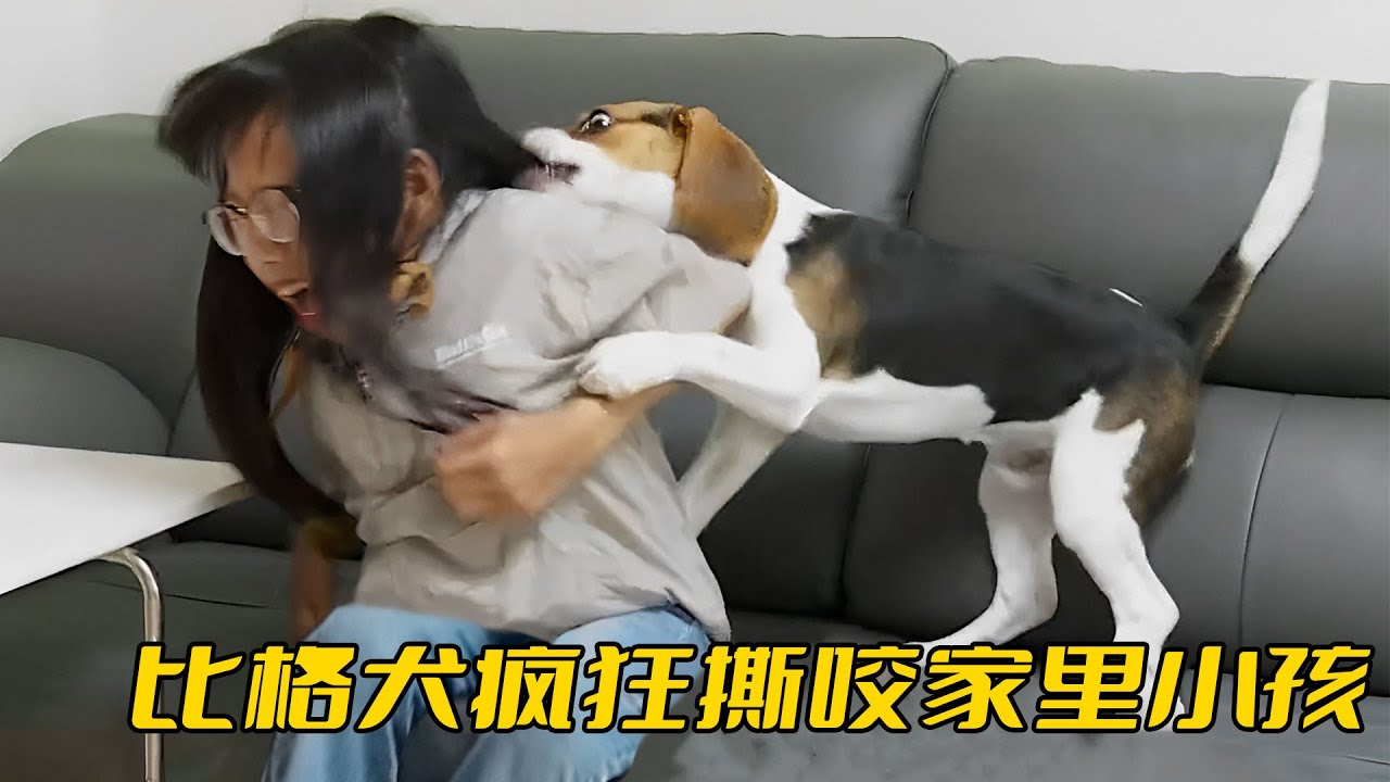 比格犬瘋狂攻擊孩子，還沒成年就快把家掀了，氣得主人苦不堪言