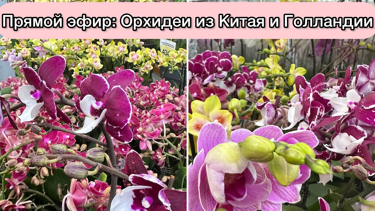Оля Счастливая в прямом эфире! Новые орхидеи из Китая и орхидеи из Голландии