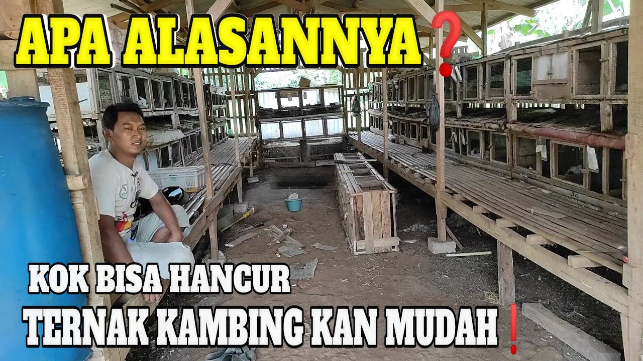 Dulu Merajai Ternak kambing. (Apa sebabnya Habis bersih)