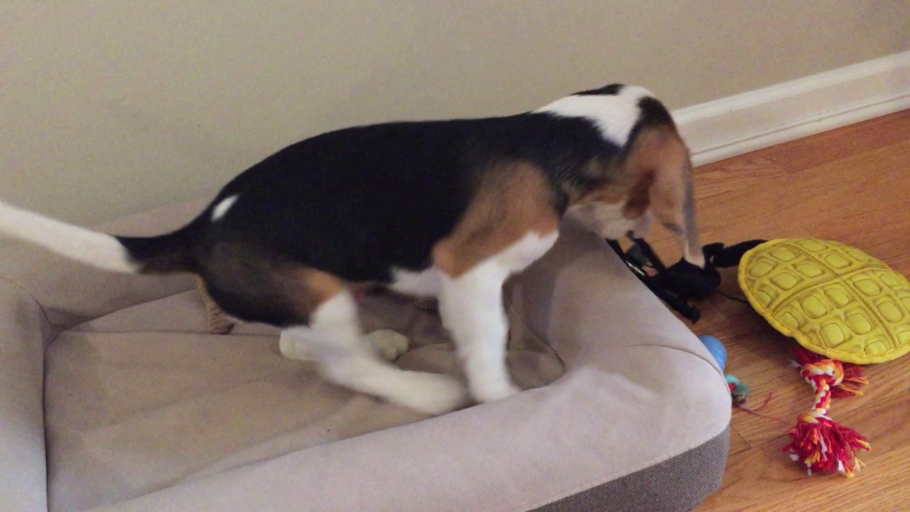 Beagle puppy rubs his eyes and whines, won't get out of bed!