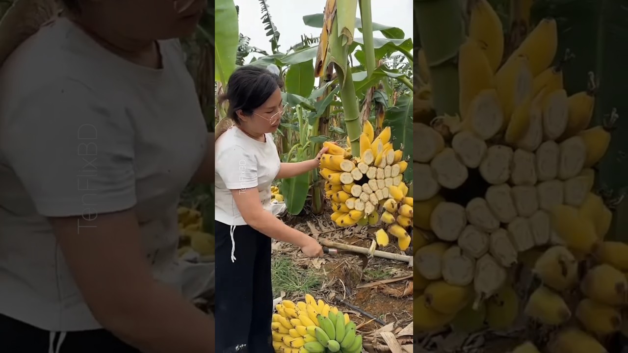 Why Farmers Are Destroying Banana Trees Worth Millions 😱#Shorts#BananaFarming#PanamaDisease#farming