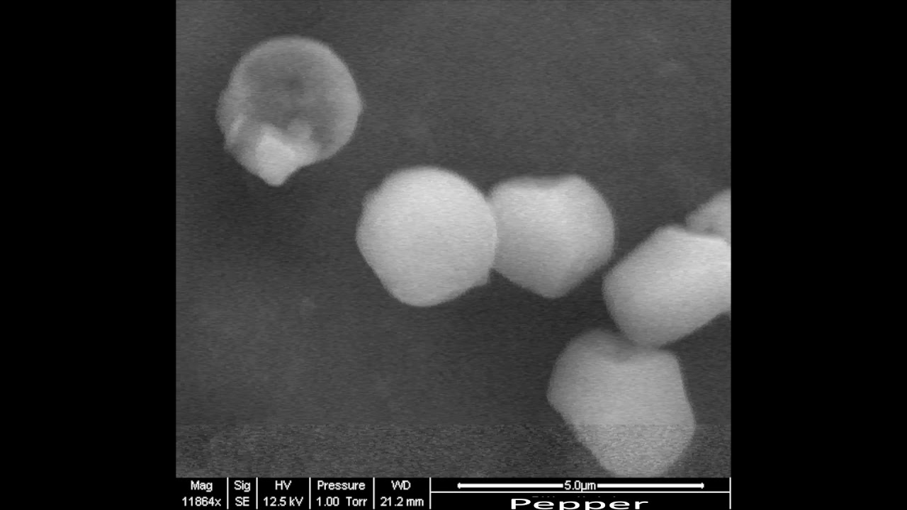 Pepper under the Electron Microscope