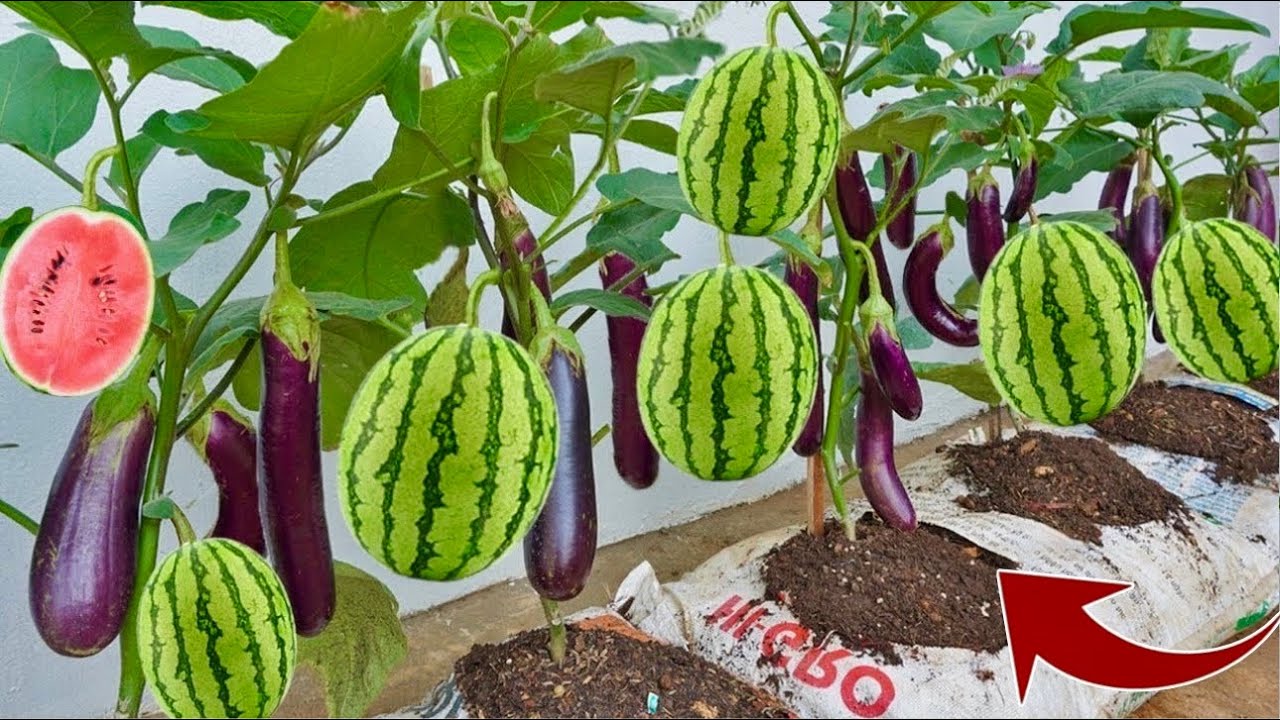 How to ropagate eggplant tree with watermelon produces fruit of the same species on the same tree