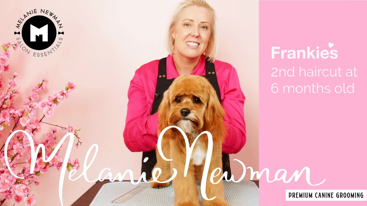 💖Frankie the Cavoodles gets her 2nd puppy hair cut at 6 months old💖