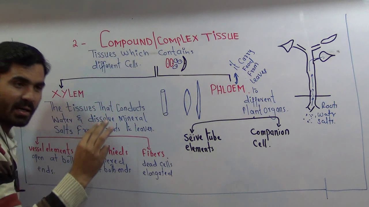 Plants Tissues Part 2 , compound tissues and its types, Xylem  and Phloem class 9th