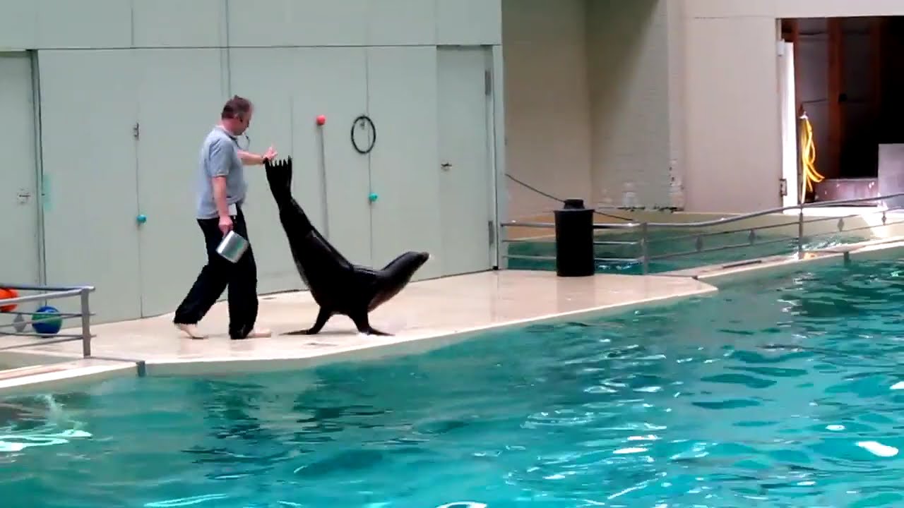 DELPHINARIUM im ALLWETTERZOO MÜNSTER