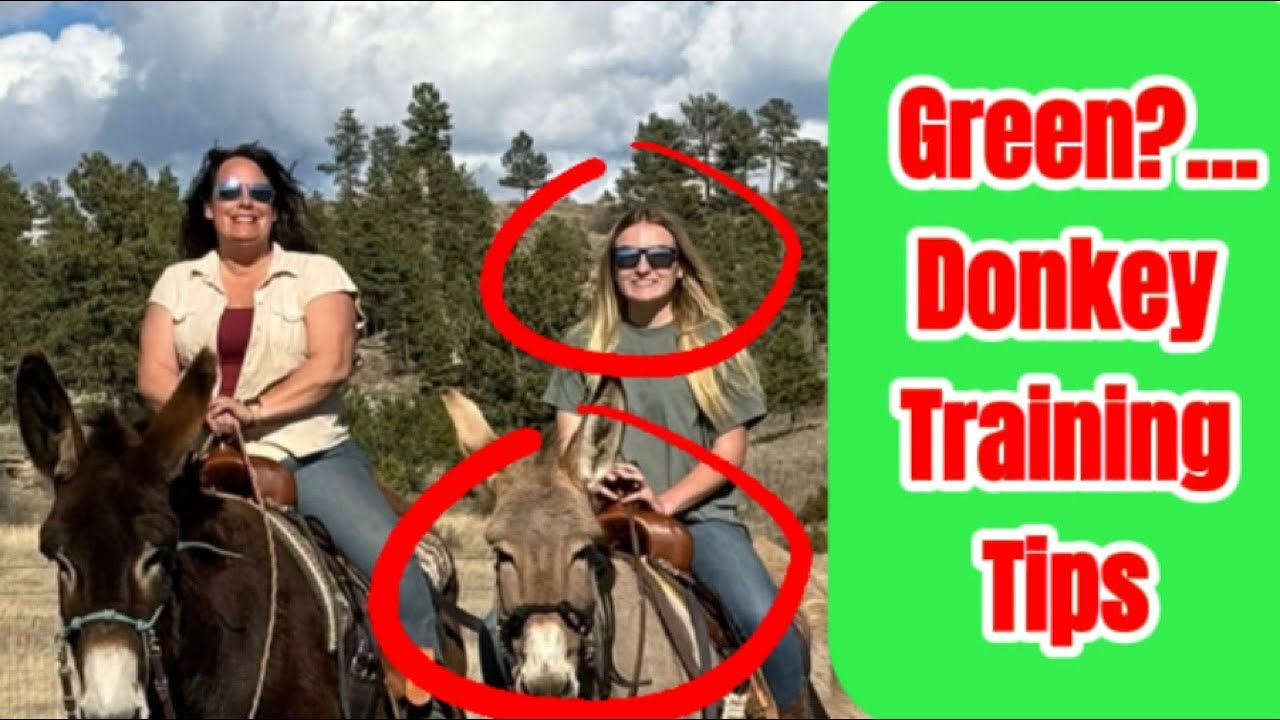DONKEY SADDLE TRAINING TIPS AND TRICKS! | For Green Donkey and Rider