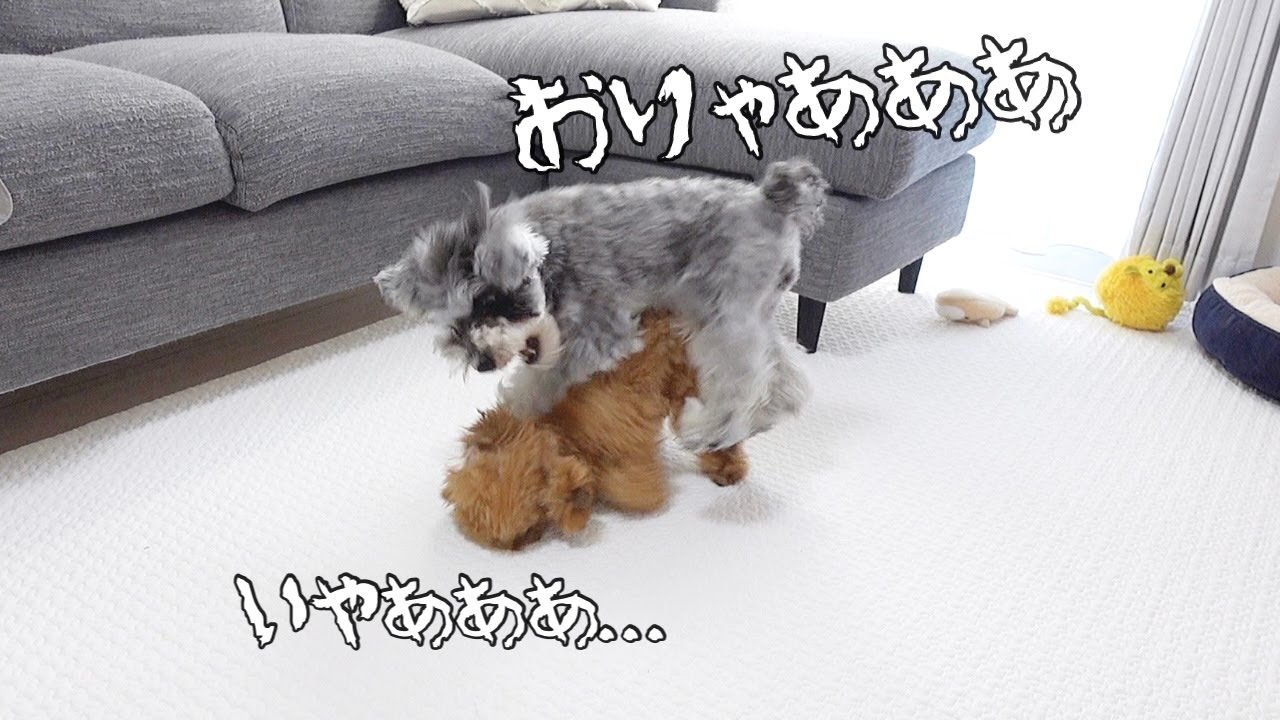 温厚で犬苦手な愛犬が親友犬だけに見せる本性がこちらですw【シュナウザー】