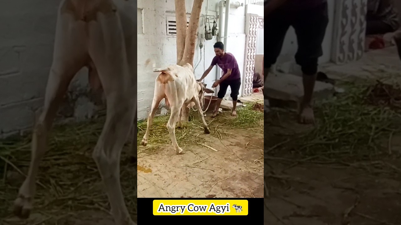 Rocket cow 🚀🐄🤯 #cow #bakraeid #shorts #cattle #short #trending #qurbani #viral #gay #cowlover #video