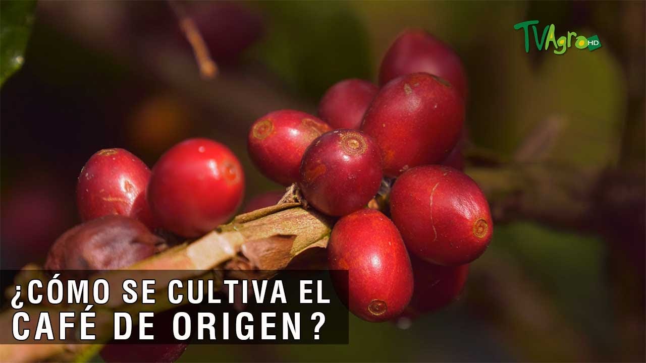 Cómo se cultiva el café de origen - TvAgro por Juan Gonzalo Angel Restrepo