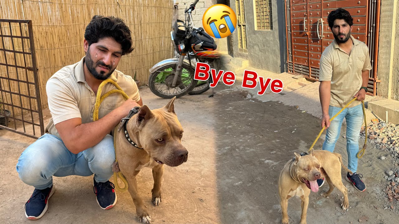 Hamara Pitbull Chala Gea 😭 Samad Emotional