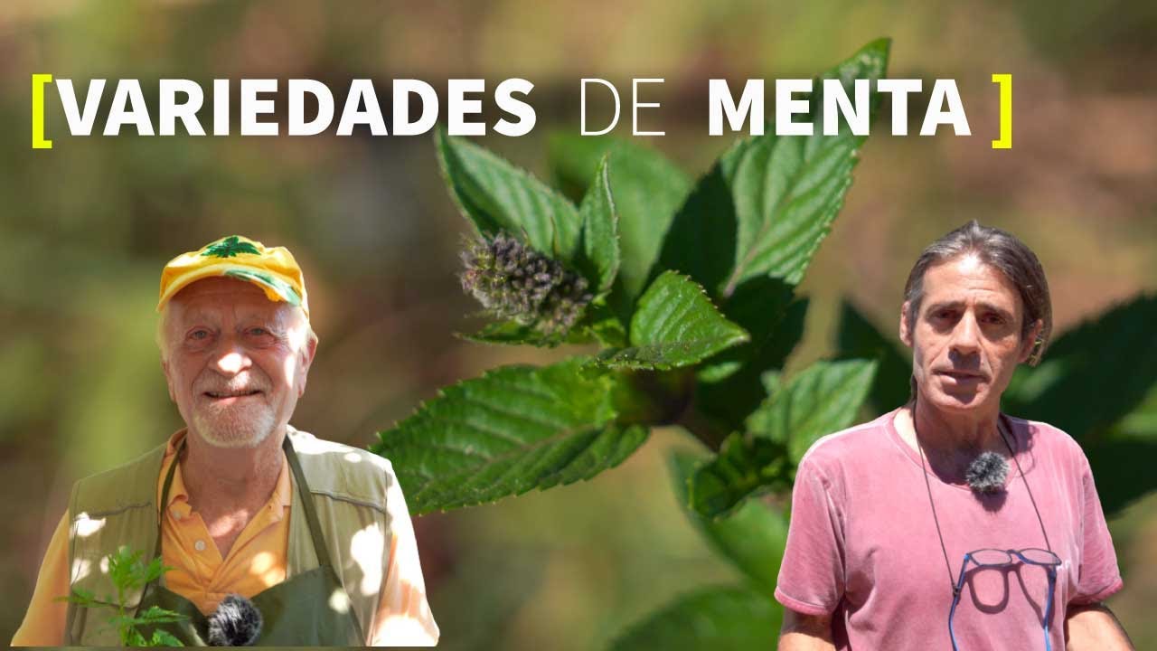 La MENTA 🌿 ¿700 variedades diferentes?