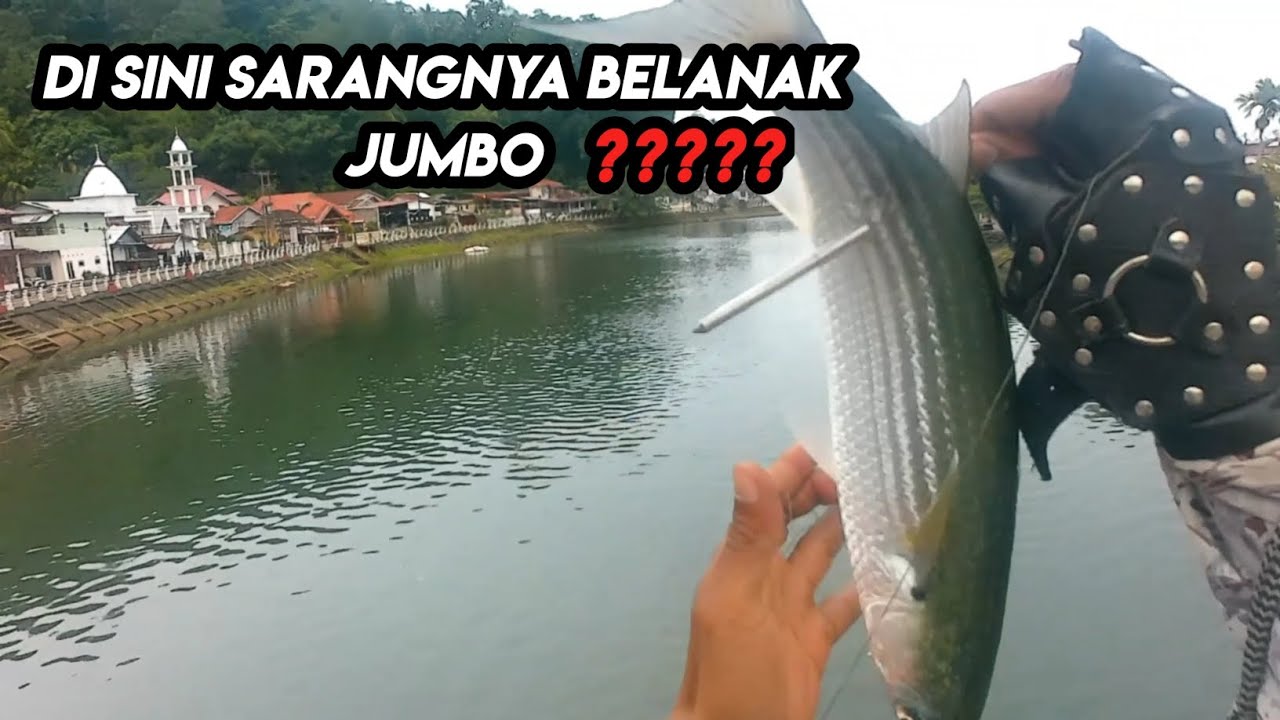 Terbaru, Paser ikan di sarang belanak jumbo auto streak babon belanak yg terkenal dengan tarikannya.