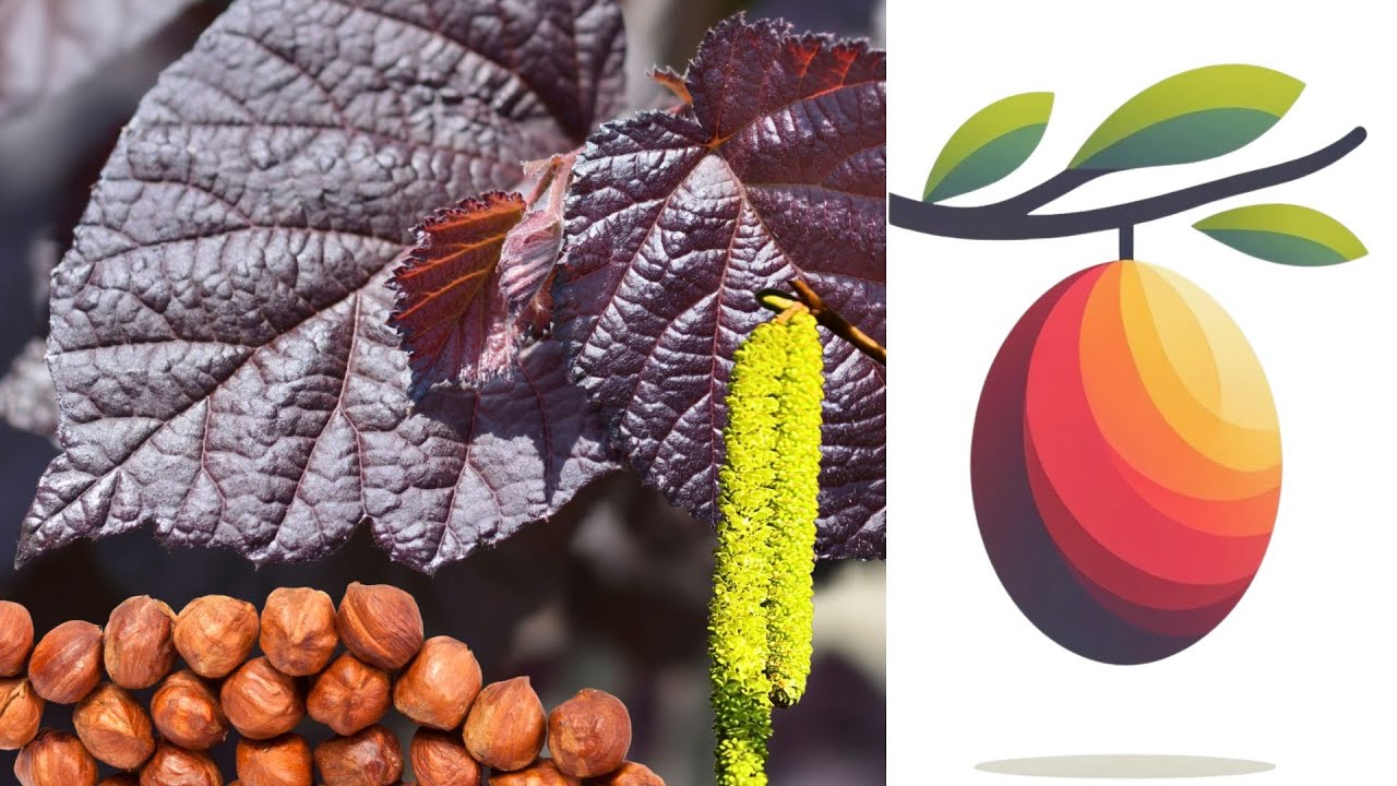 Le Noisetier Pourpre : Ornemental et Gourmand