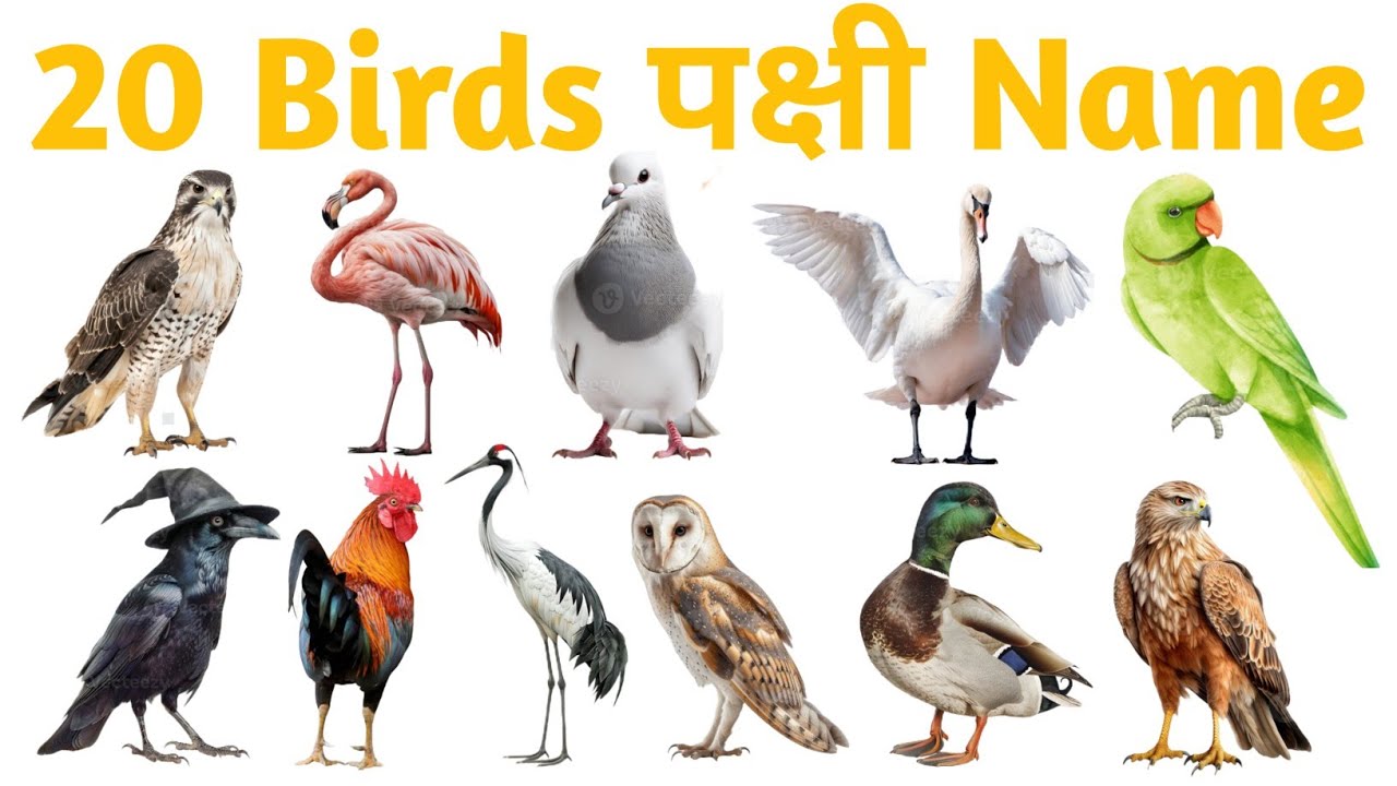 Birds Name in English and Hindi | 20 Birds for Kids | Learning Video #birdsname #educationalvideo