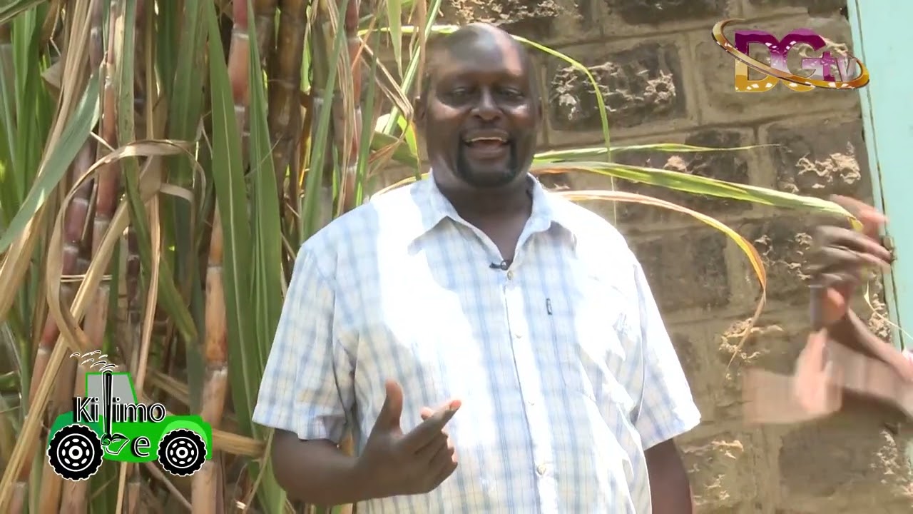 Sugarcane farming and juice production - Kilimo Leo