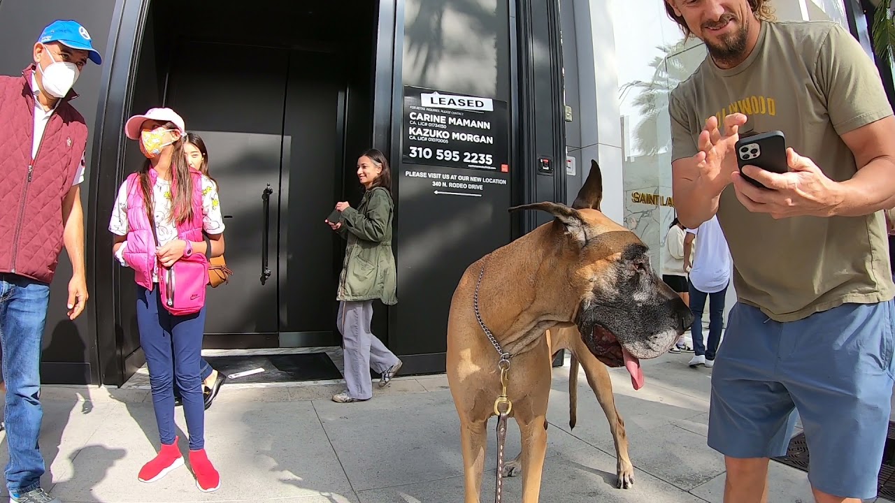Cash 2.0 Great Dane on Rodeo Drive in Beverly Hills 6