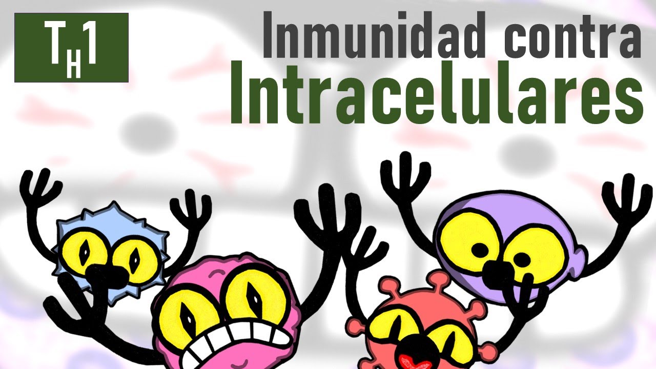 Inmunidad contra Virus, Bacterias y Hongos Intracelulares | TH1