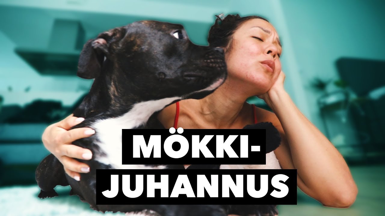 Otettiin uusi auto ja juhannuskoira! 🐶❤️ | My day