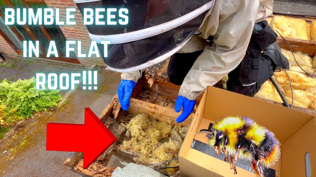 Bee Removal - this time, BUMBLEBEES from a flat roof.