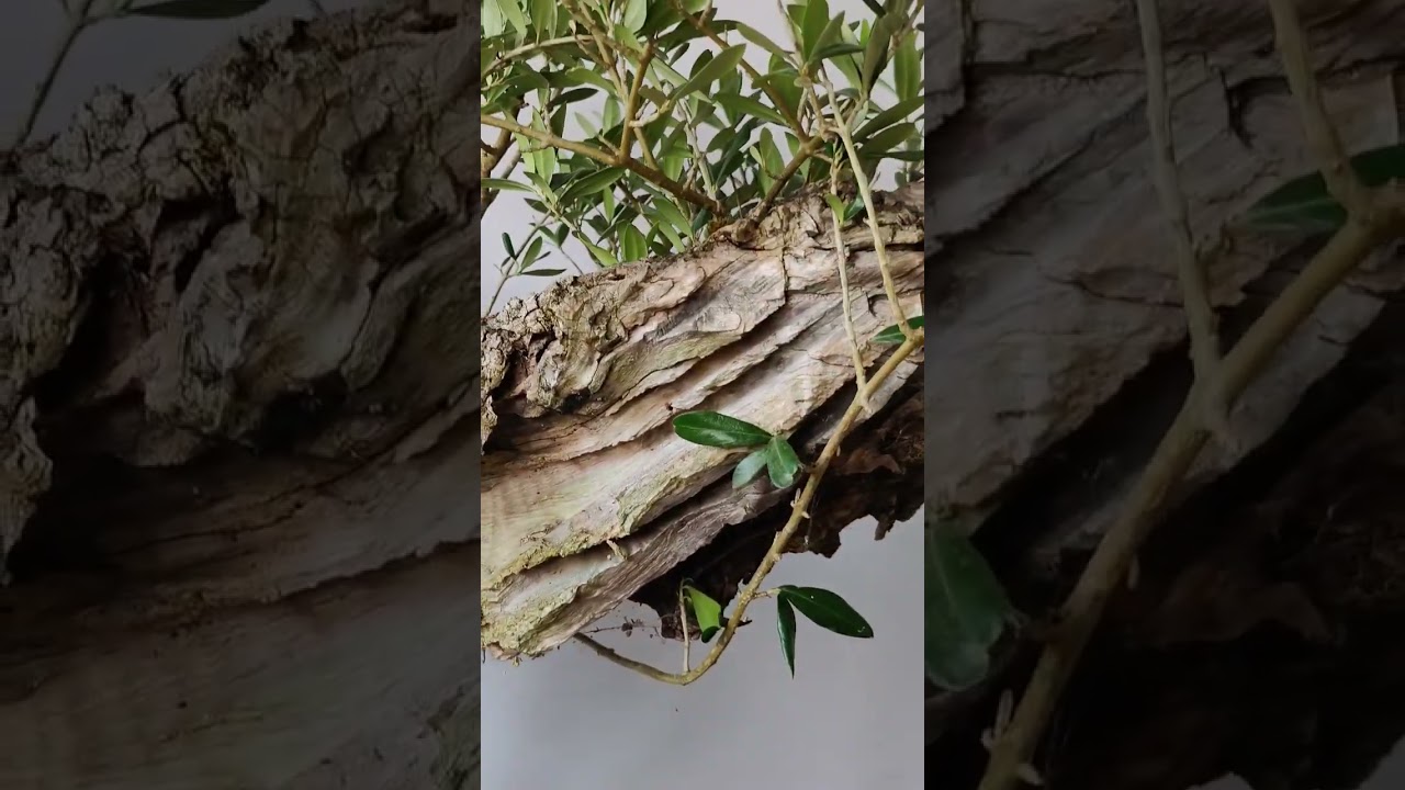Olea Sylvestris Acebuche #bonsai #online #olivo #plants