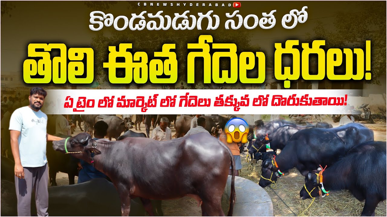 తొలి ఈత గేదెలు అమ్మకానికి కలవు| తగ్గిన ధరలు?Kondamadugu Santha |KondaMadugu Cattle Market |Hyderabad
