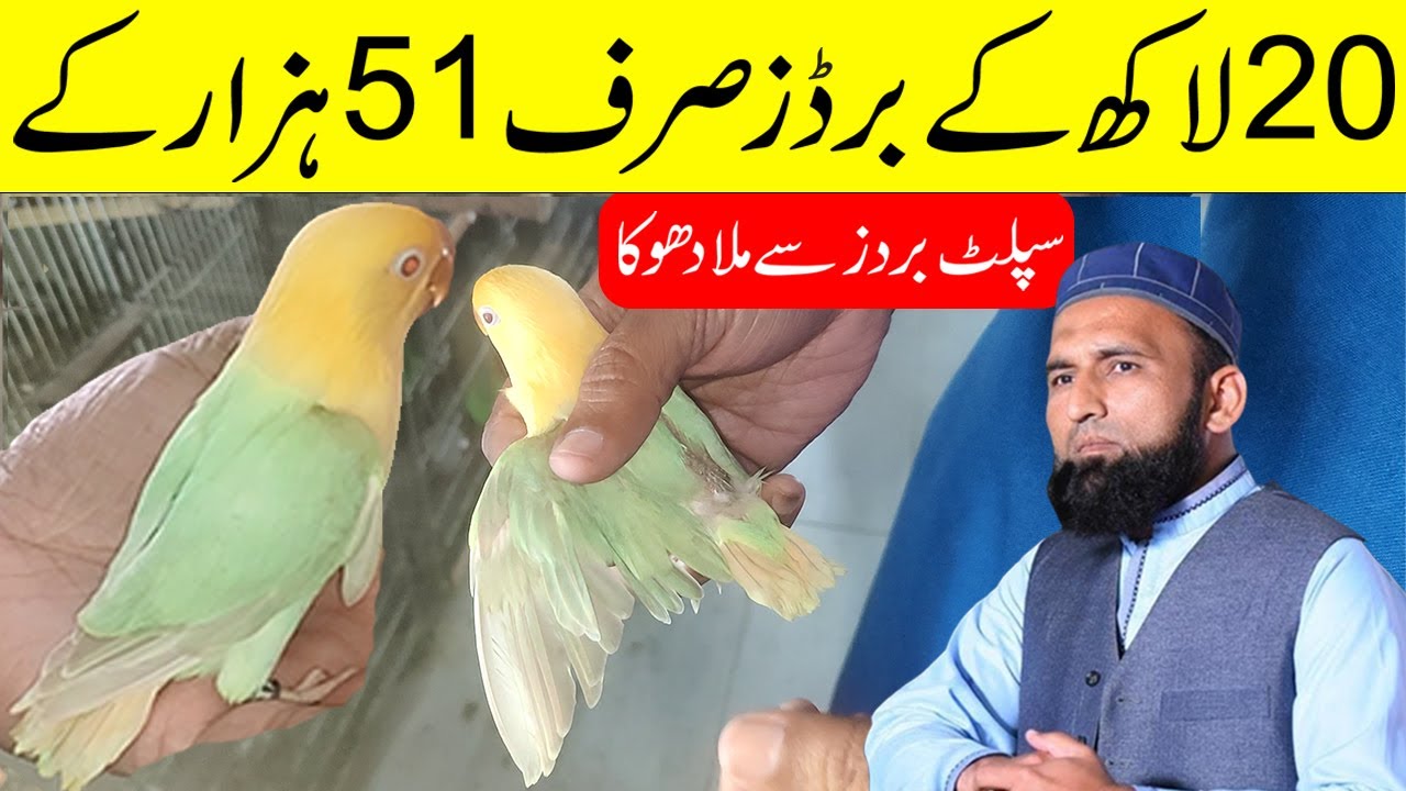 The Deception Met With Split Birds
